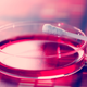 Imagen: Science Photo / Shutterstock